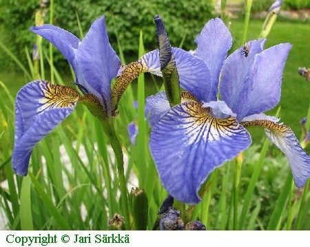 Iris sibirica 'Perry's Blue'